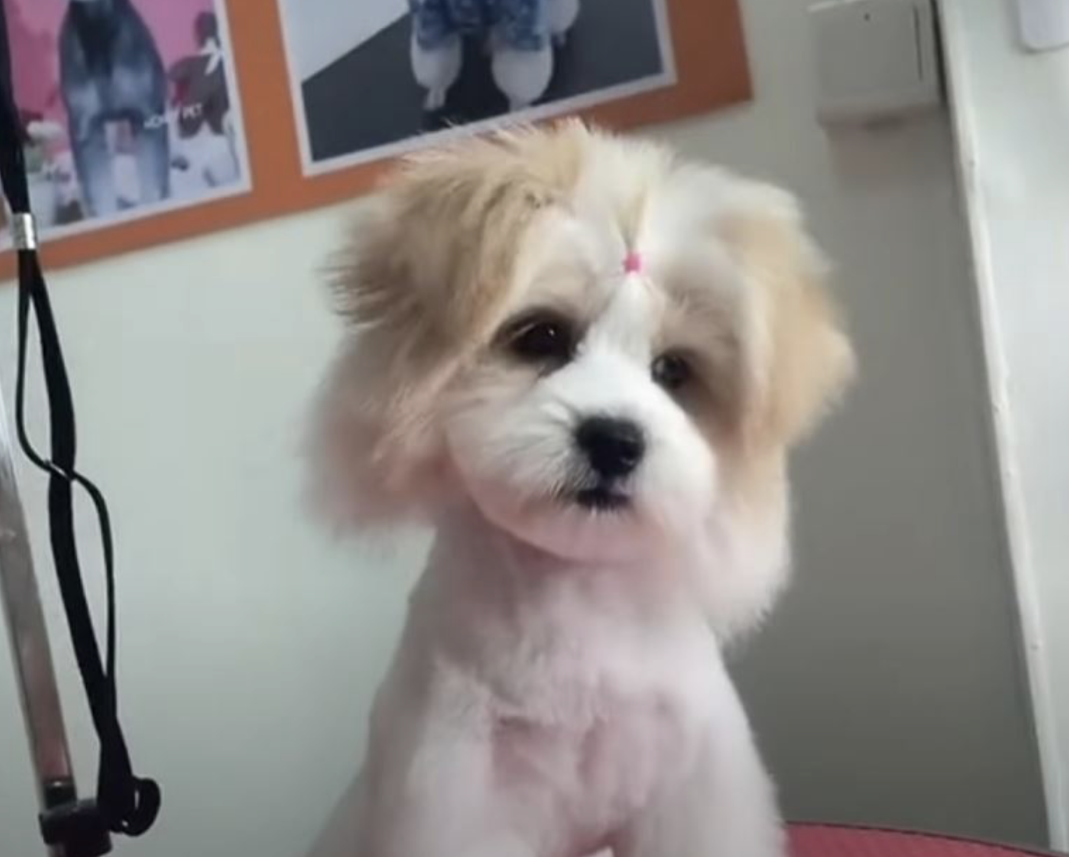 Scraggly stray puppy ‘waves’ at woman across street and begs her to ‘pick her’